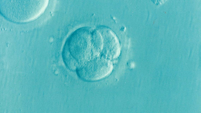 Embryo